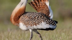 Drop bird (fotografia): rýchly stepný obyvateľ